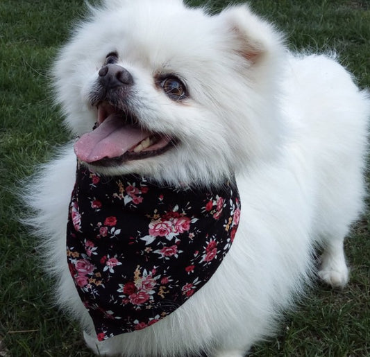 Adjustable Triangle Bandana - Bigem's Otaku BoutiquePetsCPDLH078Adjustable Triangle BandanaPetsTan CressBigem's Otaku BoutiqueCPDLH078LargeDog bandanaBandana